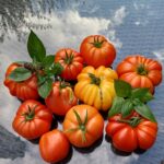 Tomates : amies ou ennemies